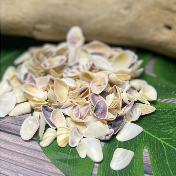 100 Florida Assorted Shells Coquinas, Tellins, Wedge Mixed 
Collect DIY Crafting - Picture 13 of 16